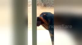 Rottweiler can't stop licking glass door