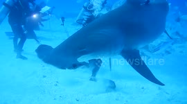 Diver captures extremely close footage of great hammerhead shark