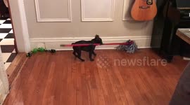 French bulldog puppy helps mopping the floor