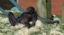 Animals relax in sunny spring weather