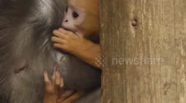 Adorable newborn orange dusky leaf monkey bonds with mother