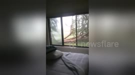 Cyclone Debbie uproots tree in Australian garden