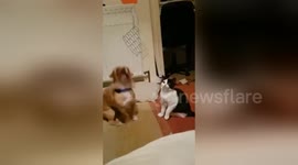 Newsflare Edit - Dog Takes Out Cat #Wrong Place Wrong Time You Won't See It Coming