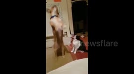 Dog takes out cat while jumping for toy