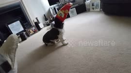 Dog gets head stuck in crisp packet