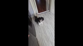 Bossy little Shit Tzu