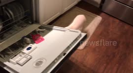 Naughty piggy