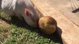 Playing with his food before he chows it!