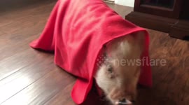 Obi Wan Kenobi -- Pig Style