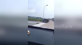 'Prison break' pig causes tricycle flipping over into pond