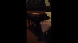 Chocolate Labrador Tells Mum He Wants Dinner