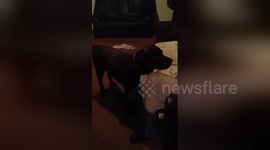 Newsflare Edit - Chocolate Labrador Tells Mum He Wants Dinner