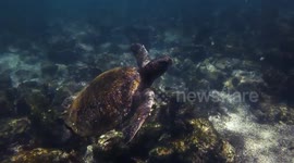 Galapagos: Relaxing Underwater Sealife