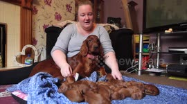 Dog who gave birth to an 15 adorable puppies.