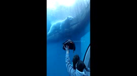 Polar Bear Attacks Penguin Backpack