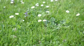 A daisy flowers moved by the wind in spring, 4K