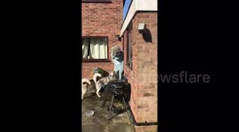 Finally I know what it's like to be a dog for the day haha!!