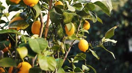 A lemon tree outside in the garden with a strong wind in the spring, 4K