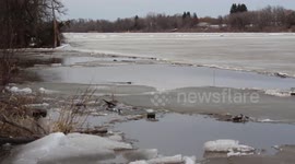 Cute beaver swims under ice and disappears