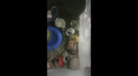 Hermit crab changing shell