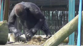 Gorilla youngster goes wild in his zoo enclosure