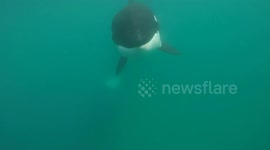 Kayakers have extremely close encounter with killer whale
