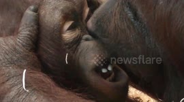 Gentle orangutan mother cleans youngster's eye