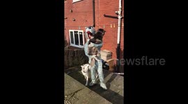 Newsflare Edit - Man hugs dogs while dressed as a dog