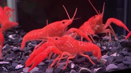 Stunning red crayfish in an aquarium