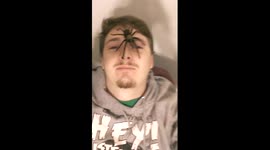 Brown tarantula found in utah on my face! Wild!!!