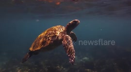 MASS EXTINCTION: Underwater footage of Galapagos sea turtles