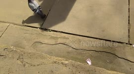 Pigeon eats ice cream during UK mini heatwave