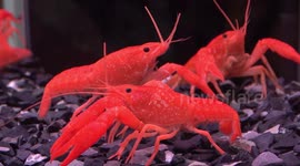 Newsflare Edit - Stunning red crayfish in an aquarium