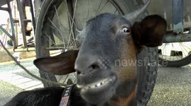 Pet goat gets a treat as it accompanies its owner to work