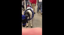 Little Blue in Lowes