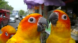 Pet parakeets have bath time in hot weather