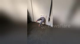 New Zealand baby uses cat flap to go outside