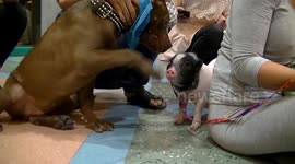 Pet pit bull accidentally punches piglet in the face