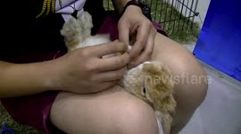 Cute, cuddly rabbit getting nails clipped