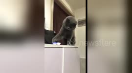 Naughty cat pushes contact lens case off table