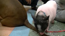 Pet pit bull accidentally punches piglet in the face