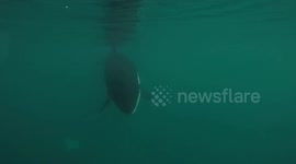 Kayakers have extremely close encounter with killer whale