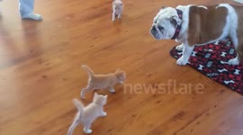 Bulldog mother's kitties