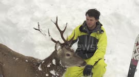 Deer rescued from snow in Austria
