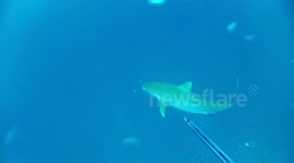 A VERY Close Encounter with a Tiger Shark