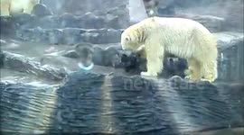 Polar bears opt for chic aTyre