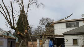 Trunk smashes onto house roof in epic tree felling fail