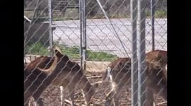 Deers near Athens