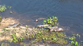 Curious otters meet crocodile in Brazil