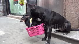 One man and his dog (Which Carries Another Dog)